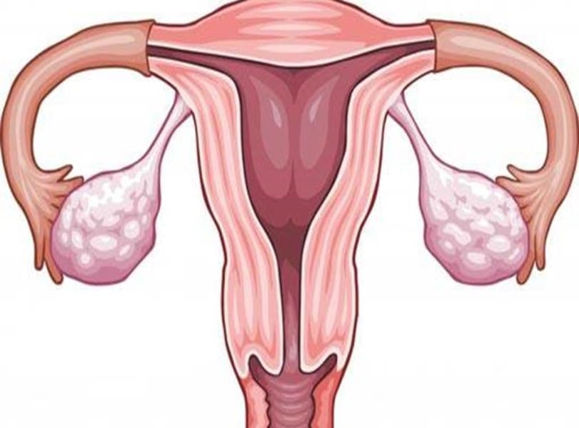 ما هو الرحم عند النساء؟ شكل الرحم ومكانه وفوائده ومشاكله