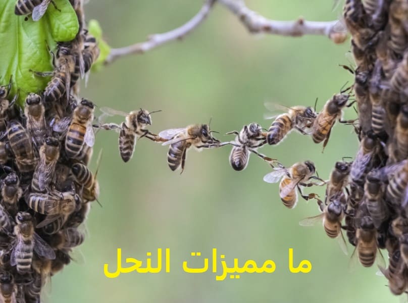 ما مميزات النحل